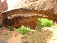 Morning Glory Arch